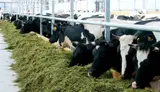 Ферма. Сельское хозяйство в Емельяновском район. C - миниатюра 1