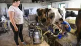 Ферма. Сельское хозяйство в Емельяновском район. C - миниатюра 4
