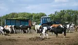 Ферма. Сельское хозяйство в Емельяновском район. C - миниатюра 5